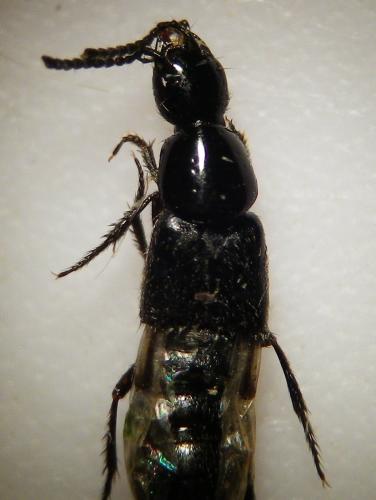 Réf. 258 117 : Philonthus sp.